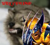wolverine